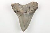 Serrated, 3.12" Fossil Megalodon Tooth - North Carolina - #200705-1